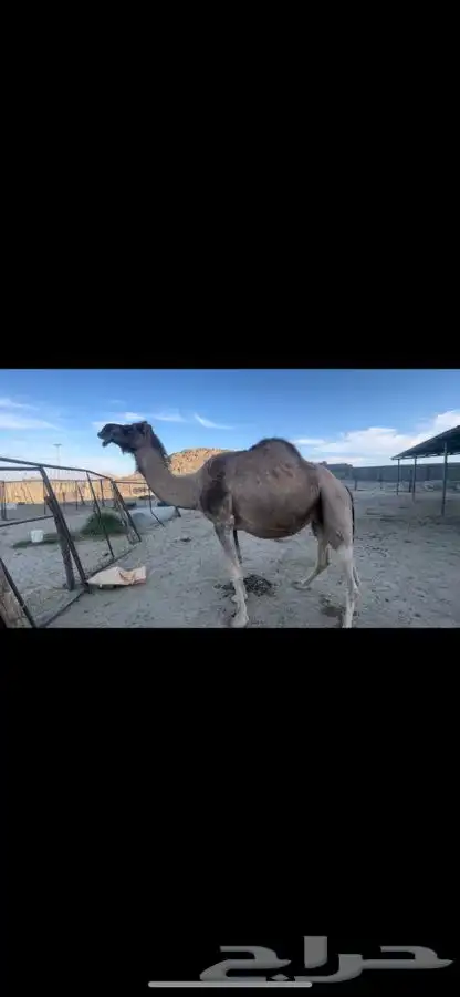 بيشه الصناعيه 6