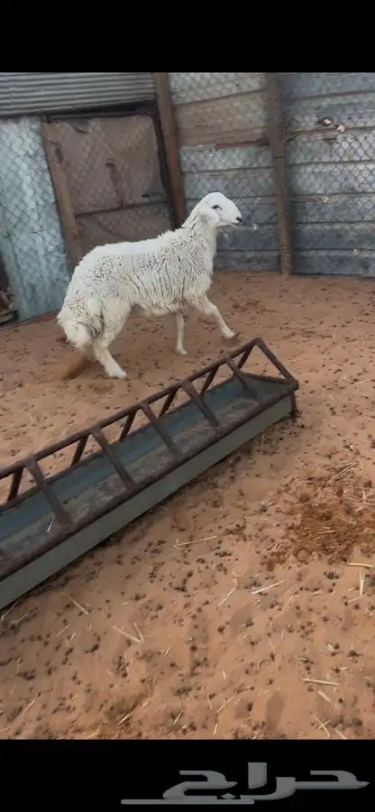 خروف 5 شهور 0