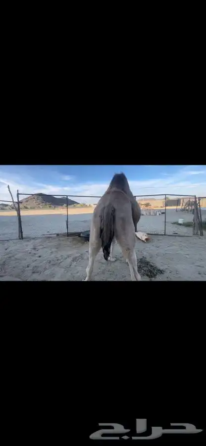 بيشه الصناعيه 5