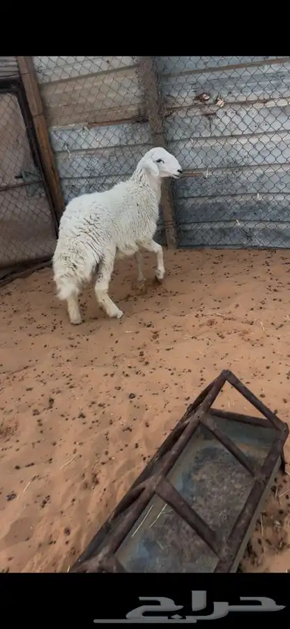 خروف 5 شهور 1