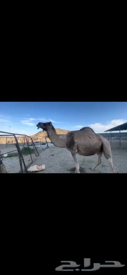 بيشه الصناعيه 7