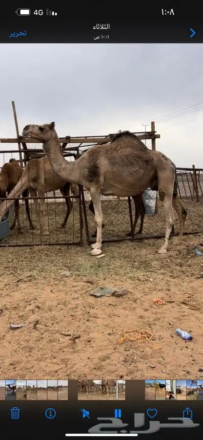 تم اللبيع الله يبارك الشاري 0