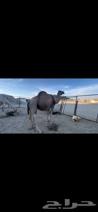 بيشه الصناعيه 0