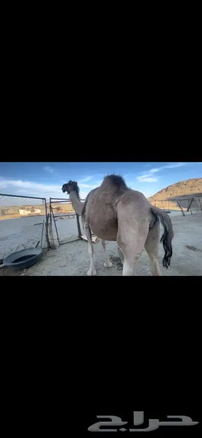 بيشه الصناعيه 4