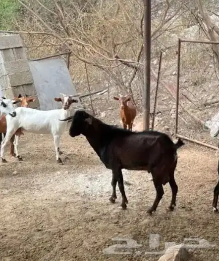 فحل جامع مشروط 0