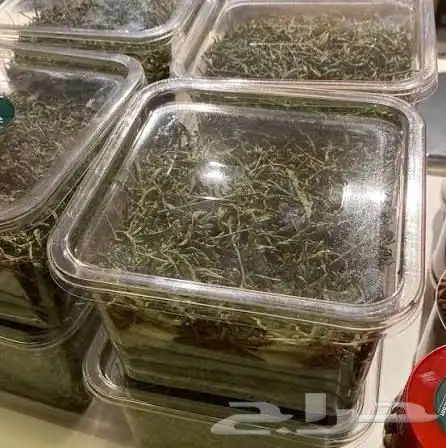 نعناع حائل الجبلي 0