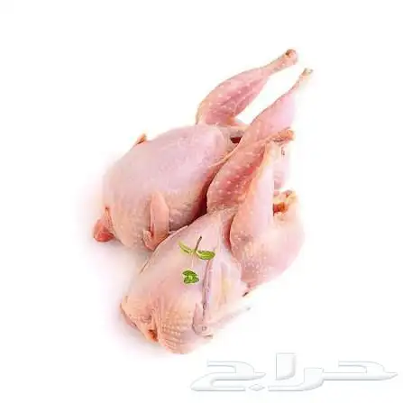 حمام طازج يوميا 1