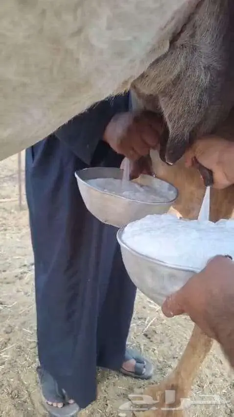 خلفه هديه تحتها قعود 2