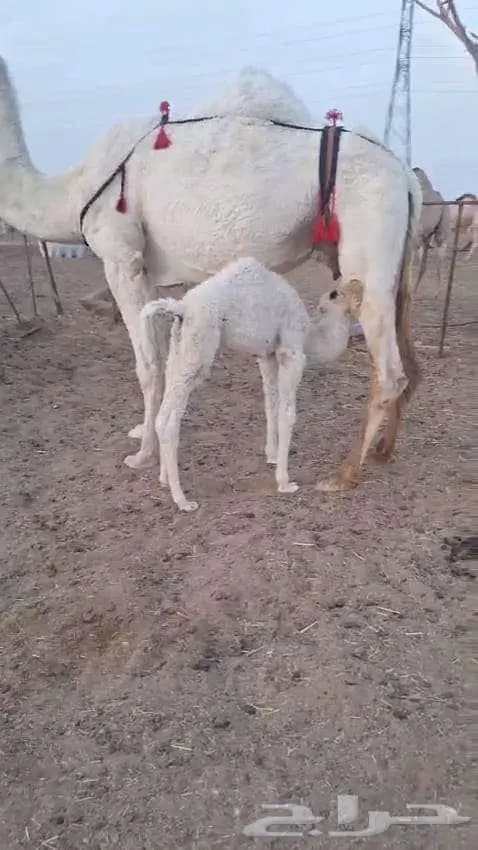 خلفه هديه تحتها قعود 1