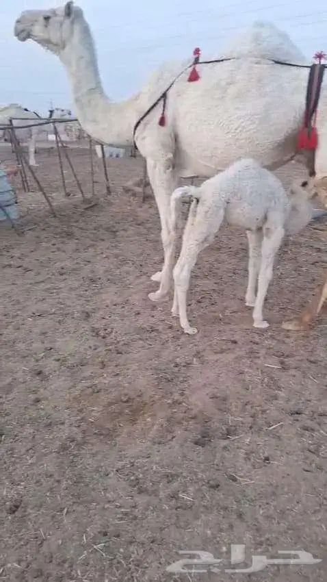 خلفه هديه تحتها قعود 0