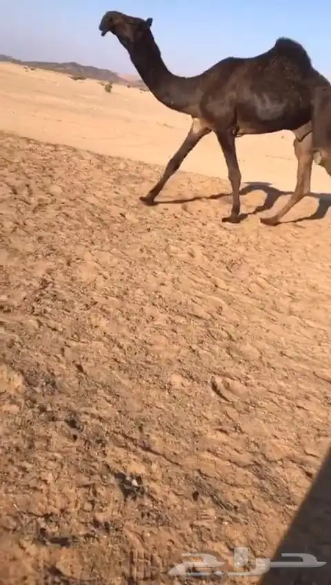 فحل قعود كفو 0