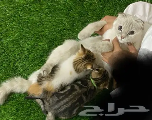 للبيع قط سكوتش العمر شهرين مخافه الله فيها والاهتمام فيها 0