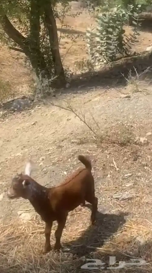 ماشاء الله تبارك الله تيوس سمان. عمرها شهر ونص 0