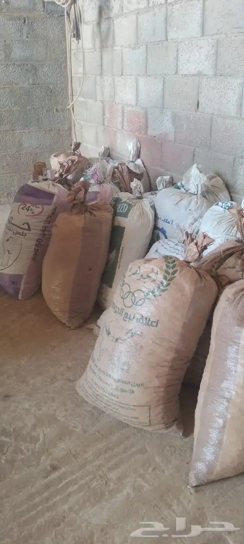 تمر نفيع للبيع 0