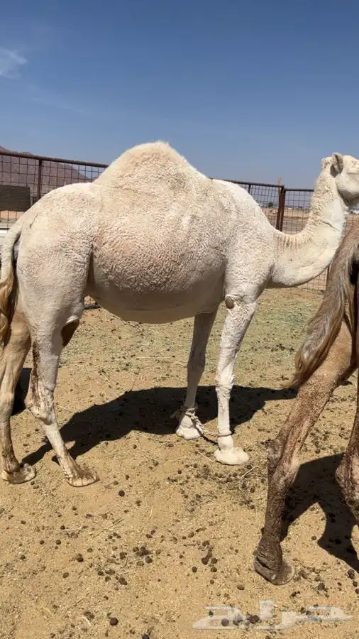 للبيع لقحه 0