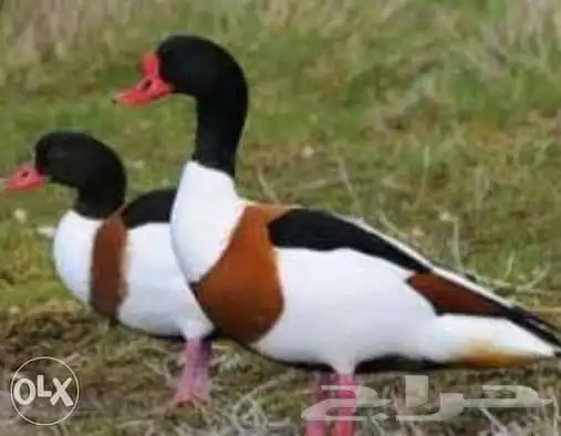 متوفر تشكيلة بط و وز 7