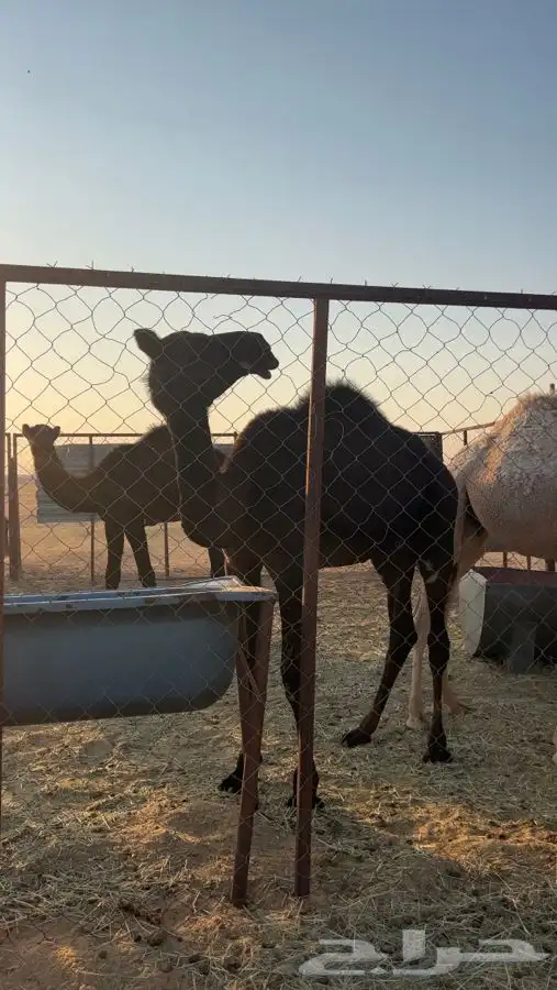 قعدان للبيع 1