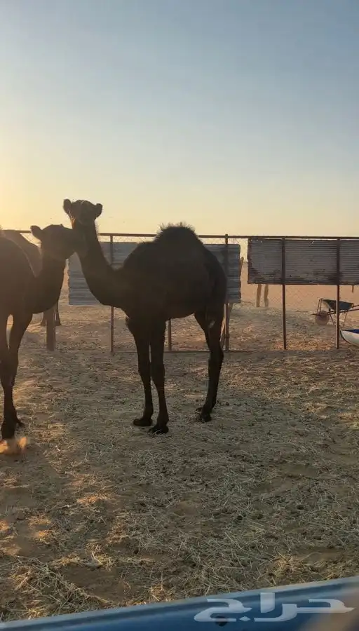 قعدان للبيع 0