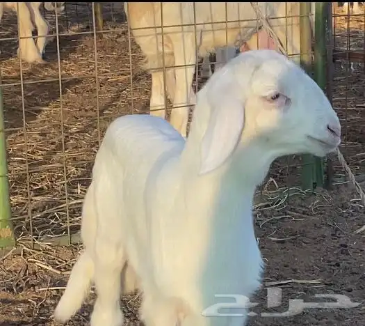 فحل حري صنف منتج (ولد خطر) 6