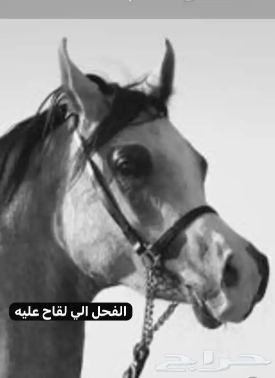 فرس واهو فاخره حفيدة جستس ولقاح 10 اشهر 3