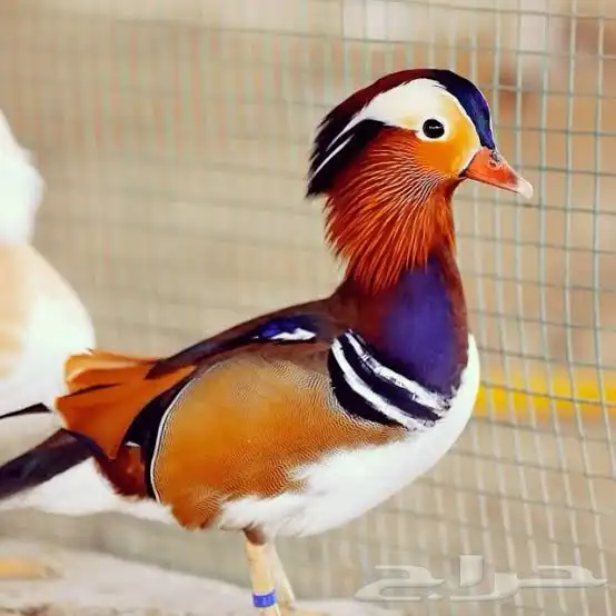 متوفر تشكيلة بط و وز 1