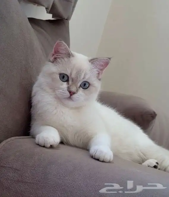 مطلوب قط ذكر لتزاوج القطوه الي عندي راغدول مكس بيرتش هير 2