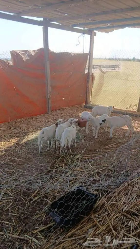 فران العدد 8 0