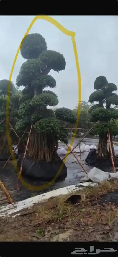 فيكس مايكروكاوبا مستورد نادر شجر index