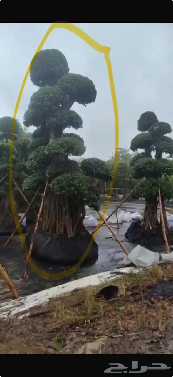 فيكس مايكروكاوبا مستورد نادر شجر 0