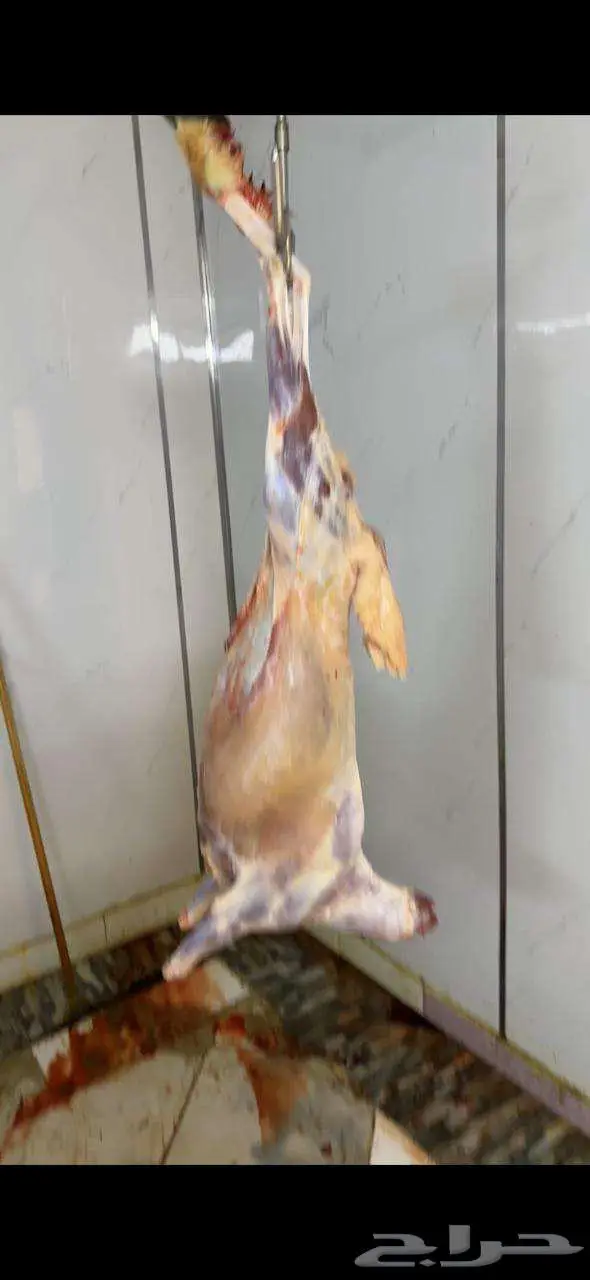 خرفان حري و سواكني ثلاجه طبخ 1100 للحري 850 سواكني 5