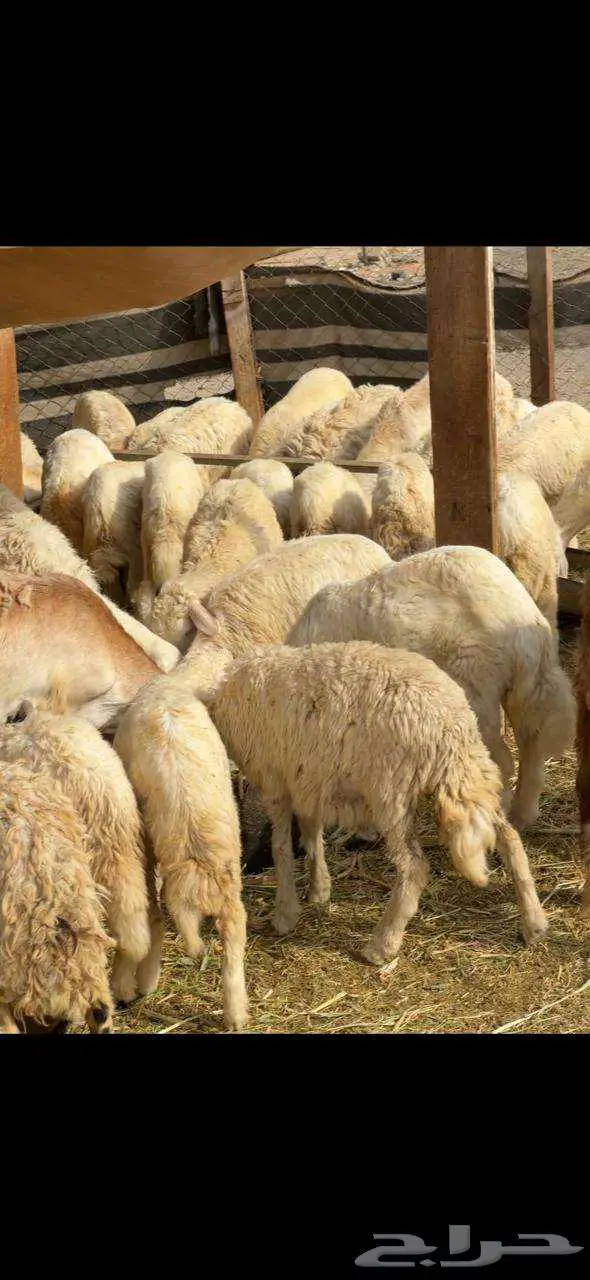 خرفان حري و سواكني ثلاجه طبخ 1100 للحري 850 سواكني 0