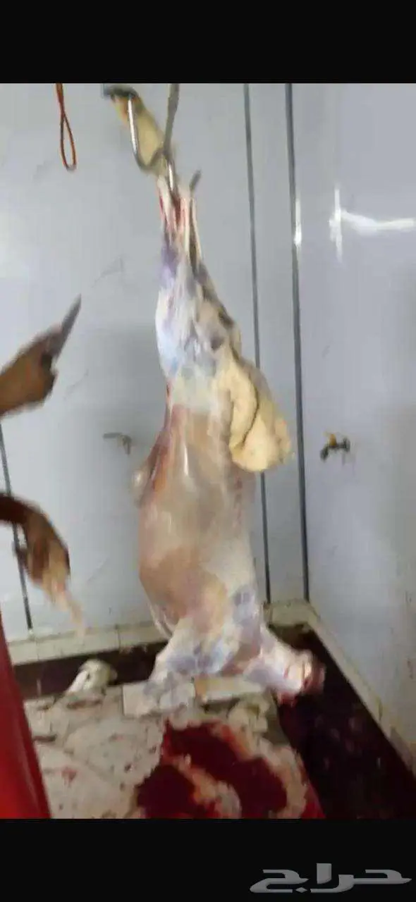 خرفان حري و سواكني ثلاجه طبخ 1100 للحري 850 سواكني 7