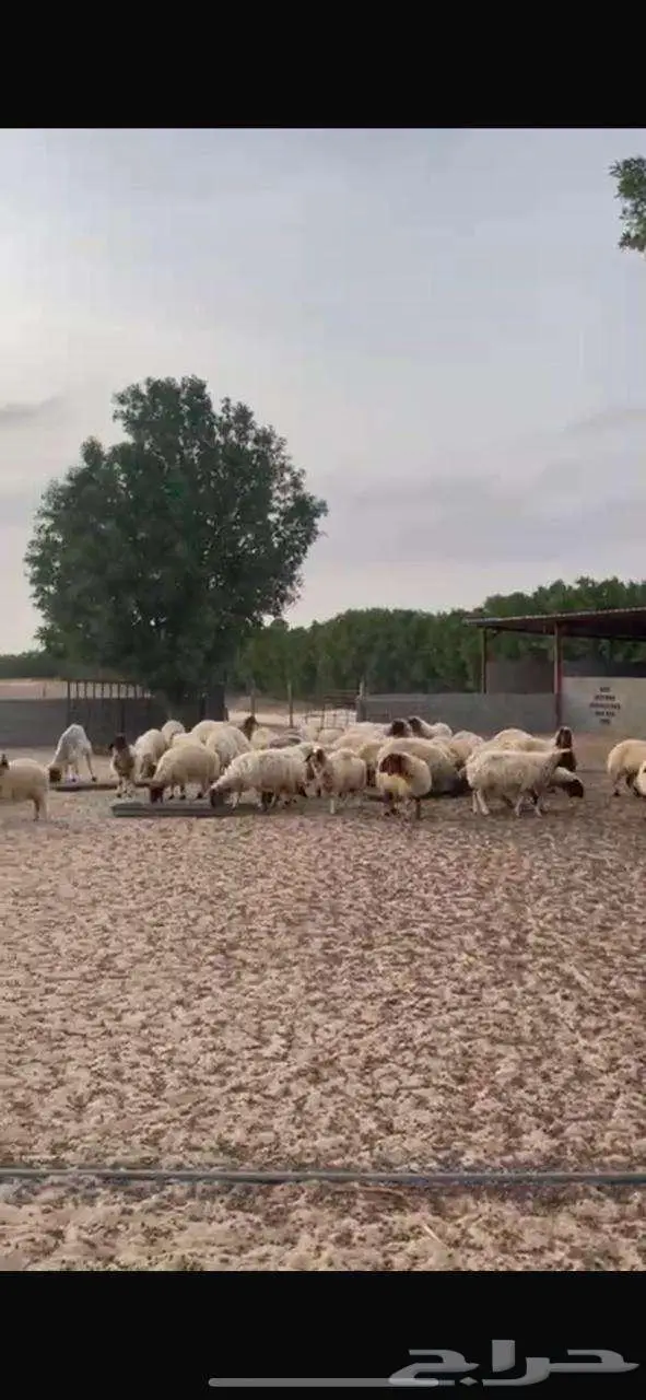 للبيع مزرعة في مخطط الشرافي 50 الف فرصة القي نظره 11