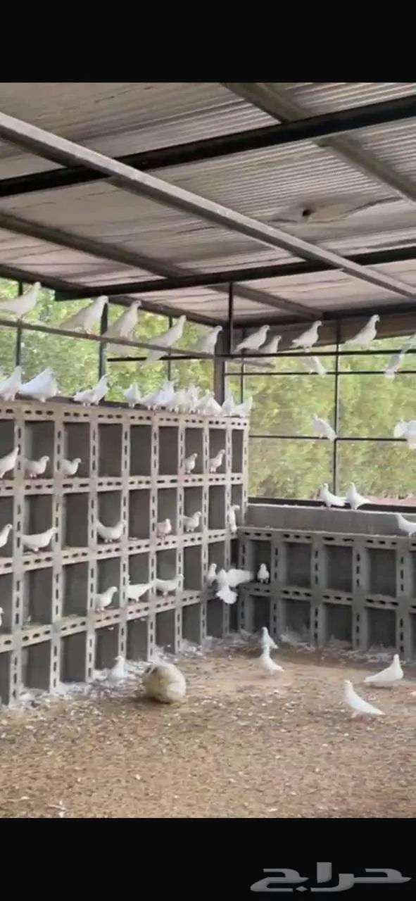 للبيع مزرعة في مخطط الشرافي 50 الف فرصة القي نظره 12