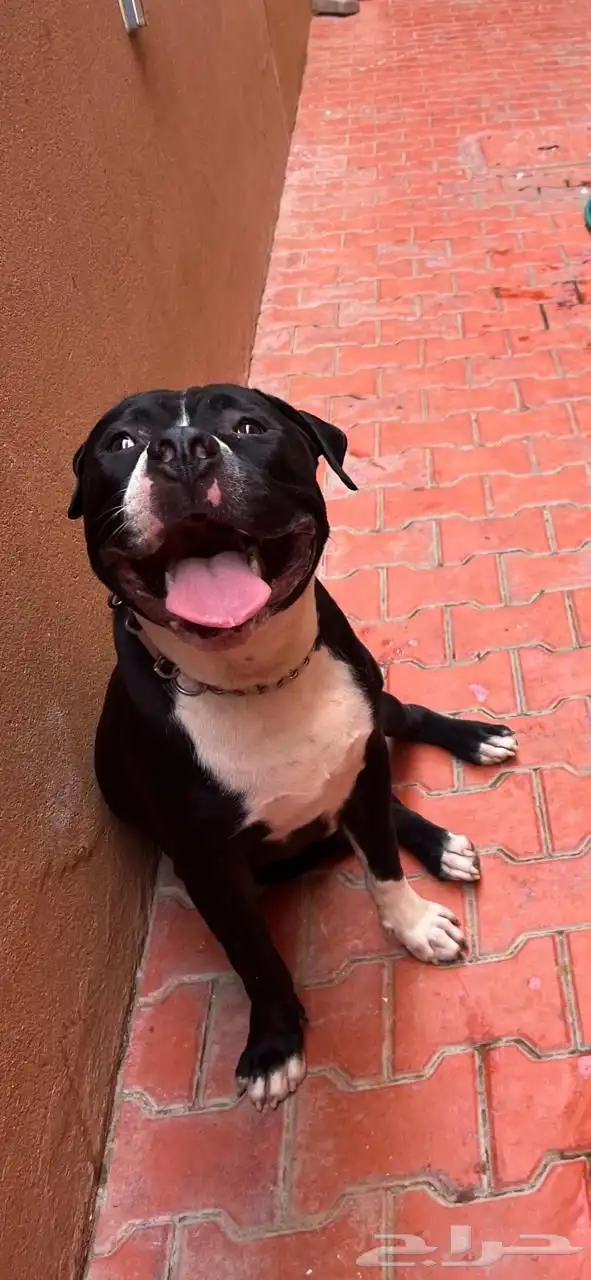 كلاب بيتبول للبيع مستوى رائع 7