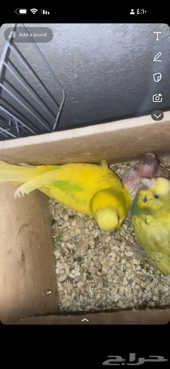 اجواز بادجي مع فروخها 7