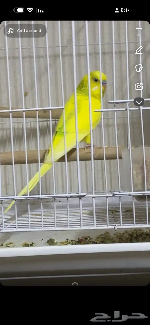 اجواز بادجي مع فروخها 9