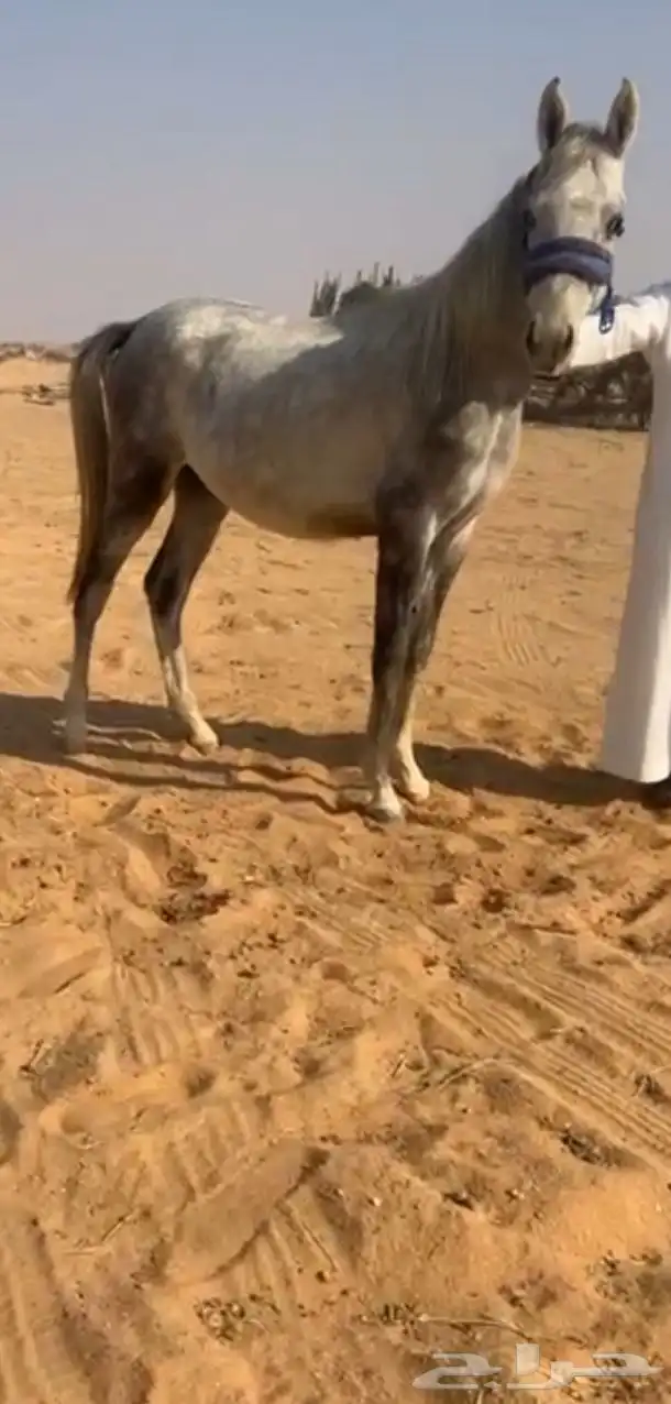 خيل عربي 0