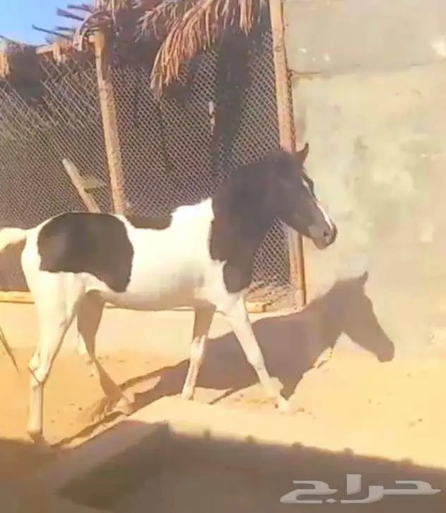 مهره بونيه للتعليم ولاهل المدارس والاستراحات لاعلي سوم 4