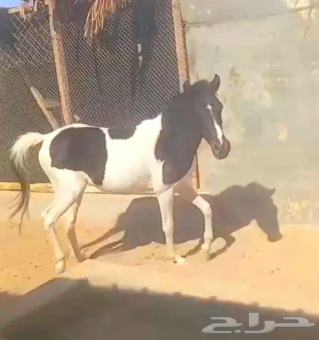 مهره بونيه للتعليم ولاهل المدارس والاستراحات لاعلي سوم 3