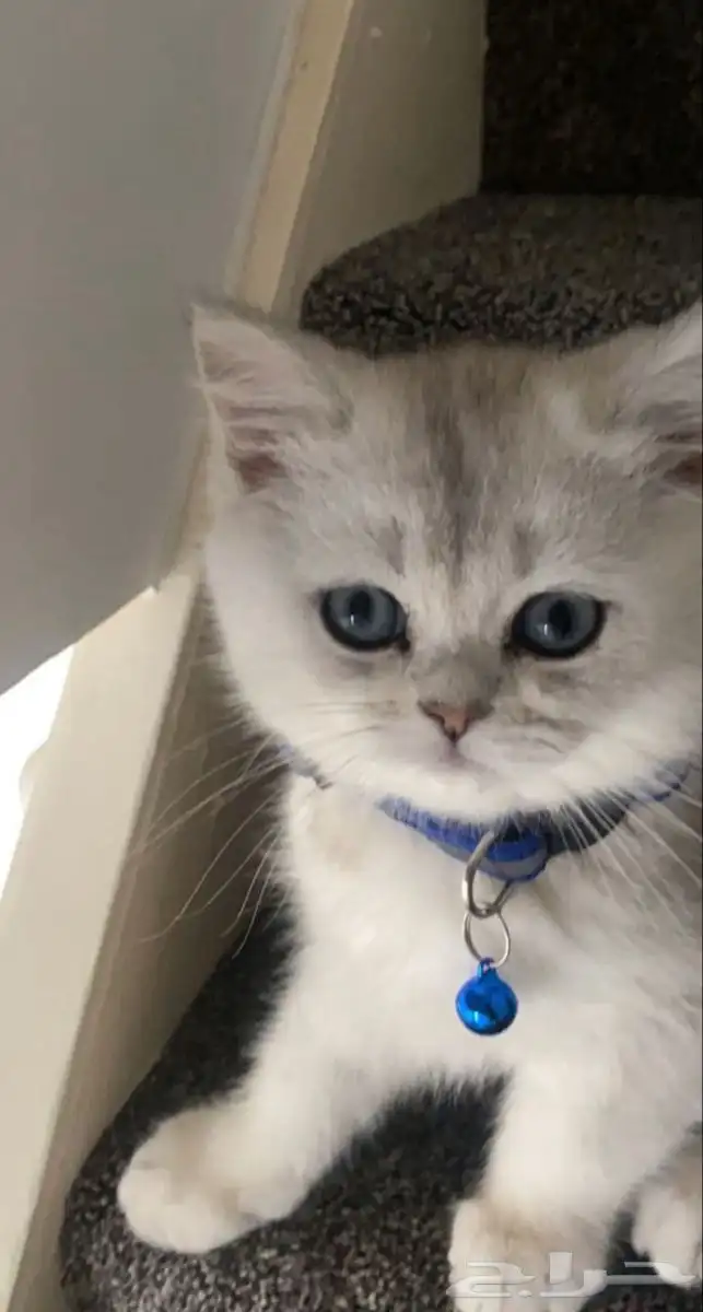 احتاج قطه كيتن سكوتش تبني بجده تشبهه الصور بليز من اول ادور 2