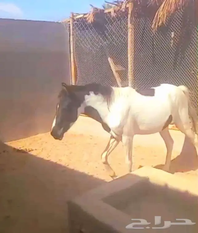 مهره بونيه للتعليم ولاهل المدارس والاستراحات لاعلي سوم 7