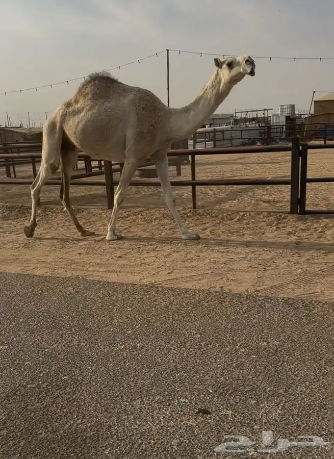 ضروبه مبيوع ثانيها 1