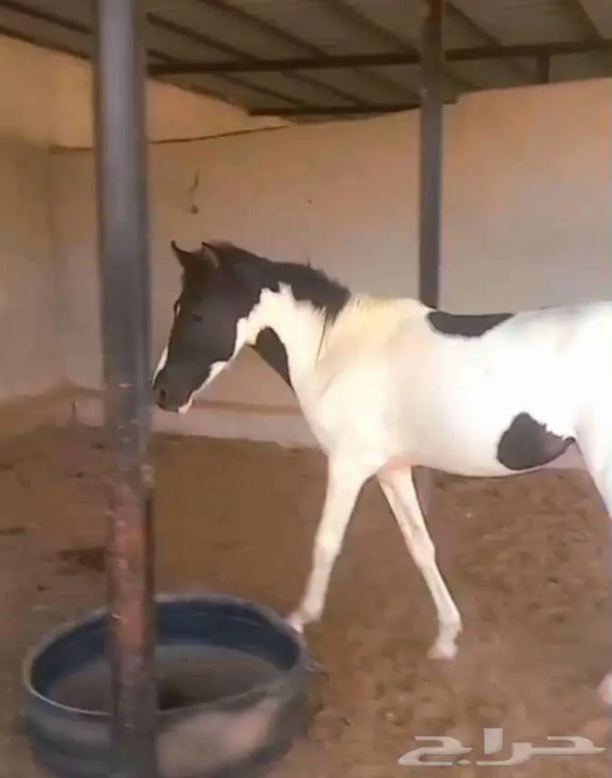 مهره بونيه للتعليم ولاهل المدارس والاستراحات لاعلي سوم 2