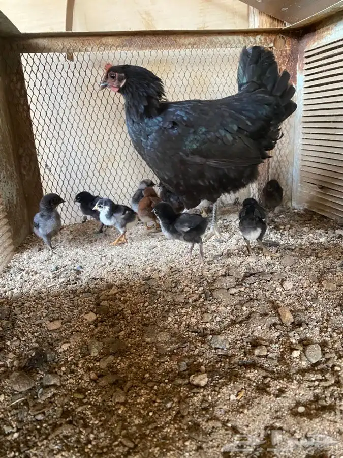 دجاج بلدي بطيوره 1