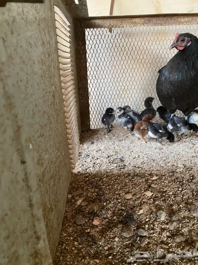 دجاج بلدي بطيوره 0