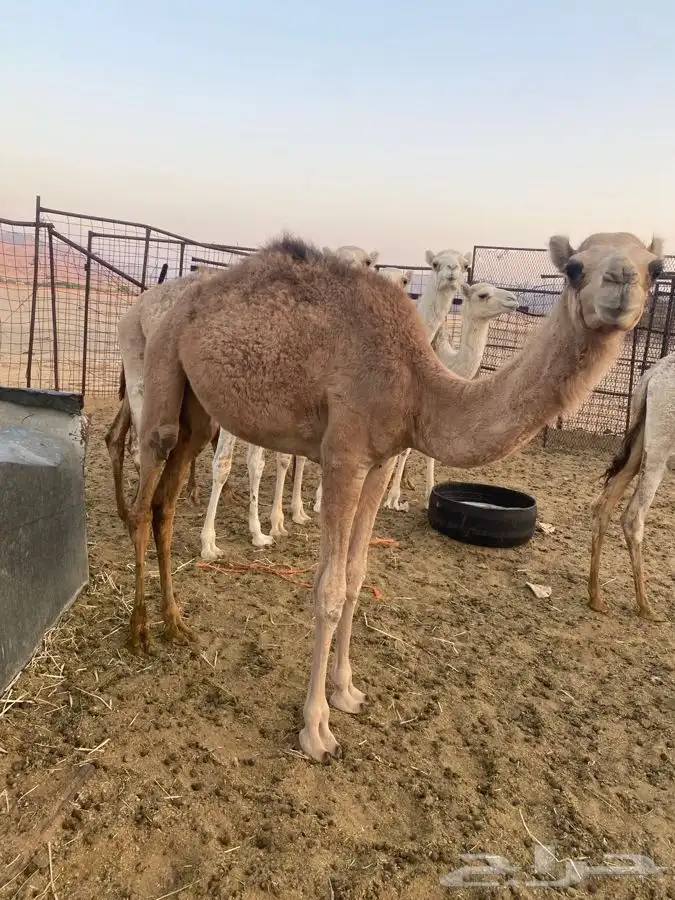 للبيع حشو العدد 6 2