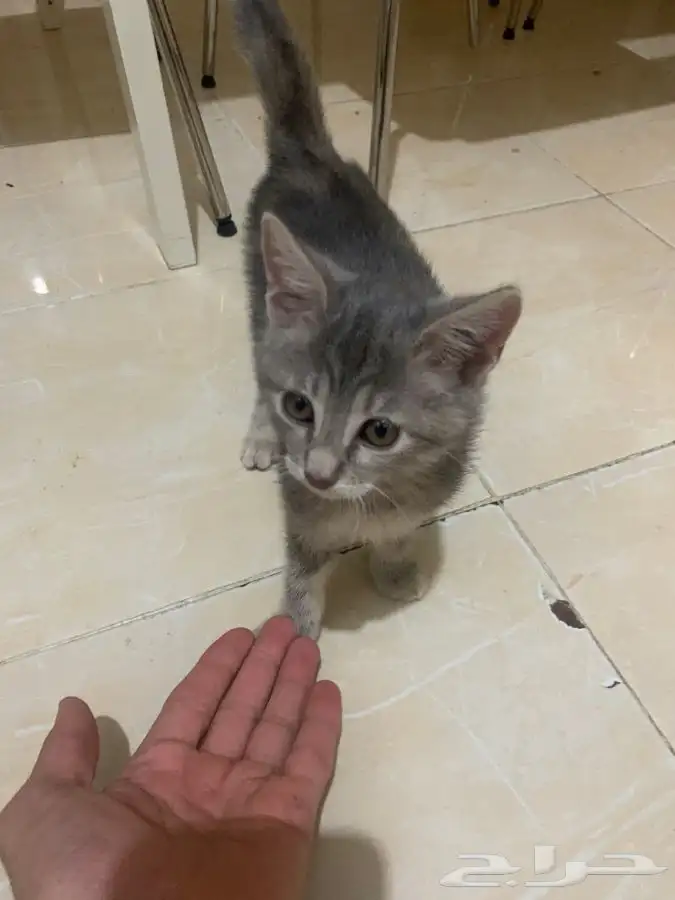 قطط للتبني 3