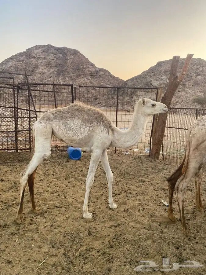 للبيع حشو العدد 6 6