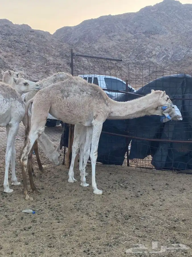 للبيع حشو العدد 6 0